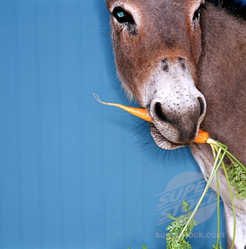 donkey-finally-gets-the-carrot.jpg